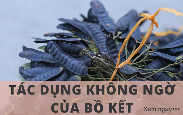 Cùng tìm hiểu tác dụng của bồ kết trong cuộc sống