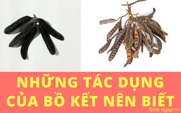 Bồ kết có tác dụng gì trong đời sống???